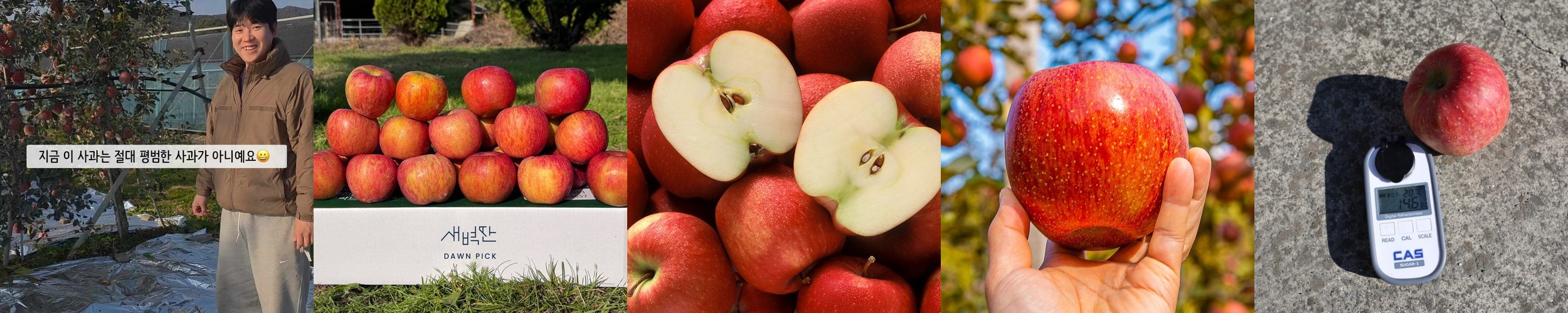 고당도 프리미엄 오렌지