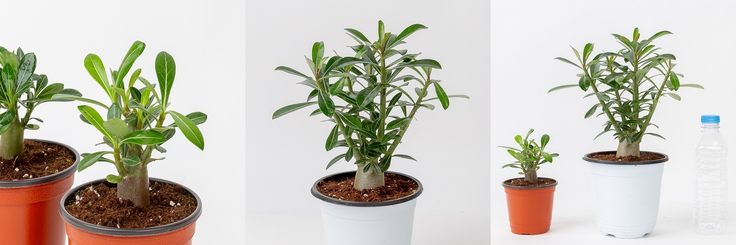 스칸디아모스 화분 천연 이끼 공기정화 음지 식물 승진 개업 선물 4p세트