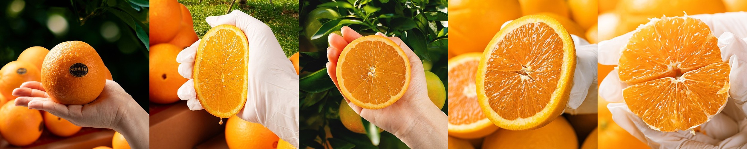 성주 꿀 참외 10kg 당일수확 산지직송 참외 가정용