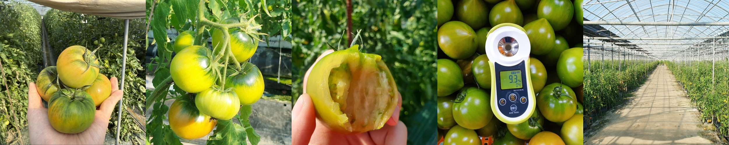 유기농 무농약 완숙 토마토 찰토마토 당일수확 산지직송 2kg 3kg 5kg