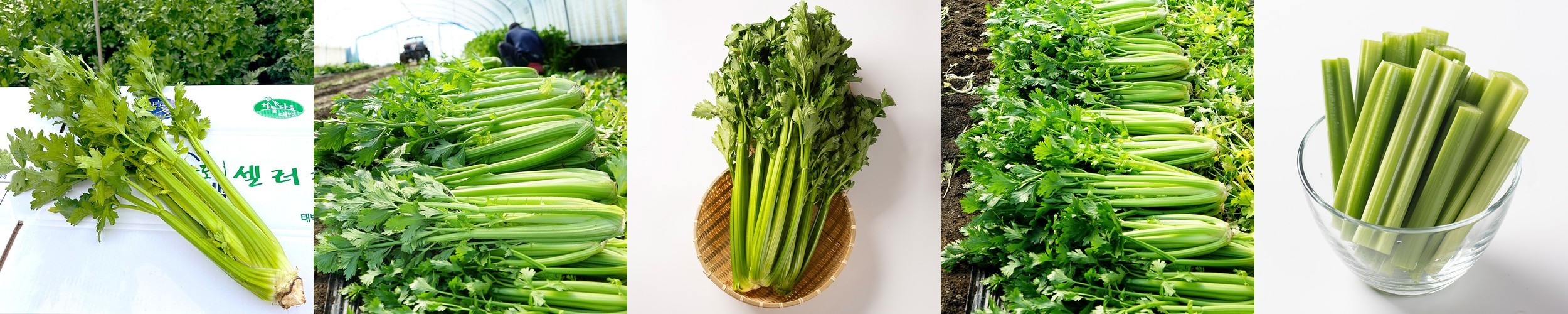 유기농 무농약 완숙 토마토 찰토마토 당일수확 산지직송 2kg 3kg 5kg