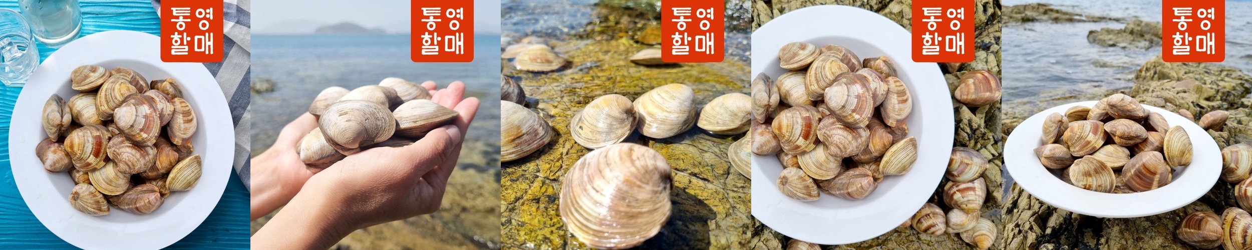 해감완료 동죽 동죽조개 조개탕 물총조개 1kg