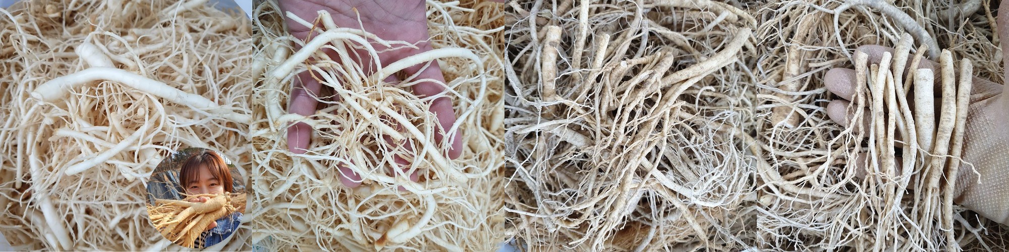 인삼 수삼 금산인삼 미삼 잔뿌리 세척 파삼 750g 한채 식당용