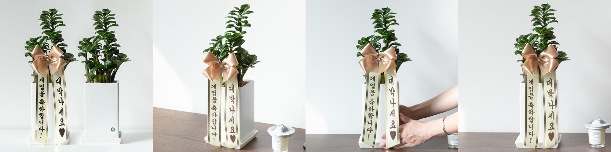 보석금전수 돈나무 개업 축하화분배달 개업식화분 선물 집들이 거실화분 꽃 인테리어식물 중소형