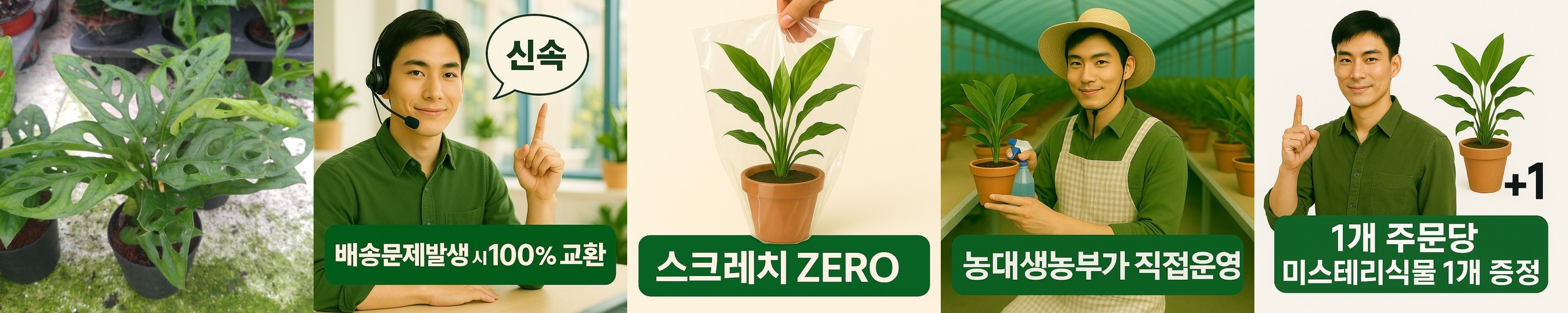 몬스테라 아단소니 오블리쿠아 그늘 거실 음지 키우기쉬운 실내공기정화식물