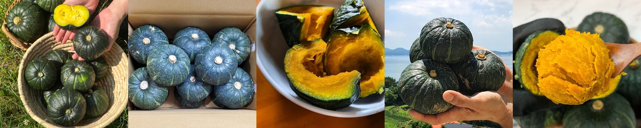 제주 미니 뉴질랜드 단호박 밤호박 보우짱 2kg 3kg 5kg