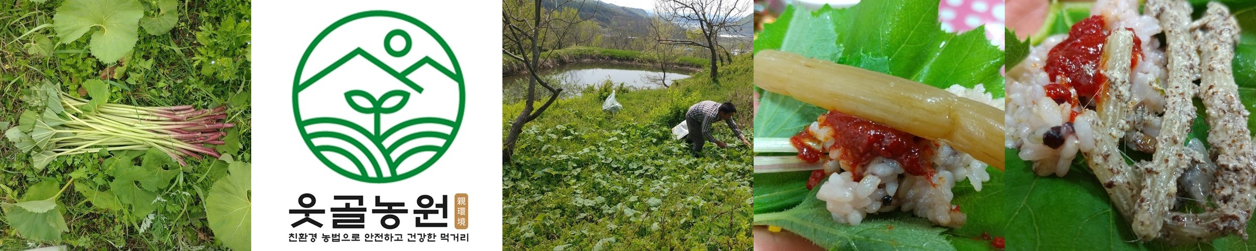 자연산 여름두릅 참두릅 엄나무순 개두릅 원순 겹순