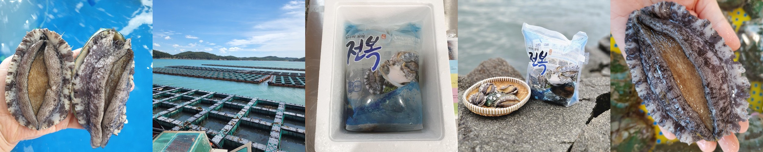 최상급 전복 완도 산지직송 참전복 활전복