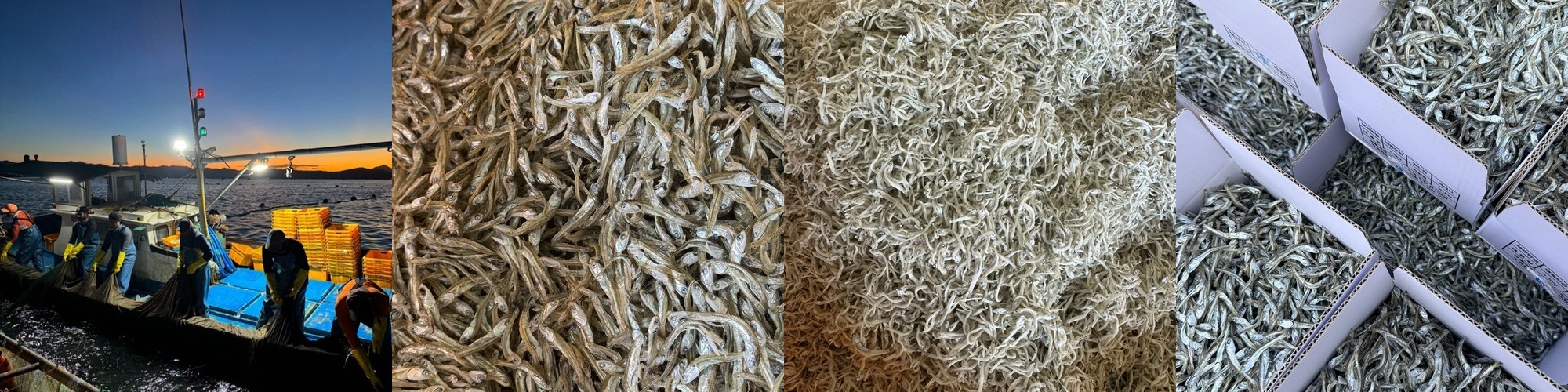(산지직송) 직접잡은 프리미엄 정치망 멸치 150g