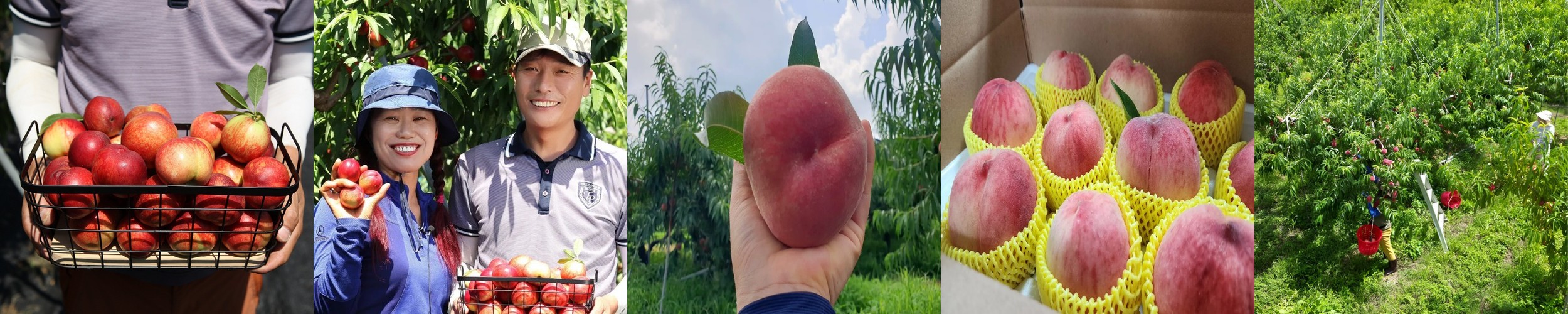 은희복숭아 영천 황도 말랑이 3kg