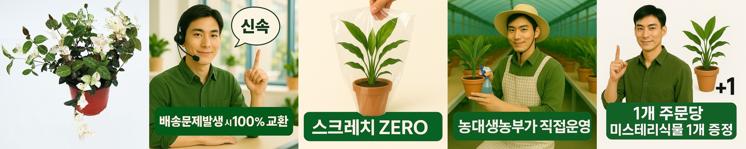호접란 흰 색 아마빌리스 승진 취임 영전 이직 카페 개업 축하 난 꽃 화분 식물 선물 배달