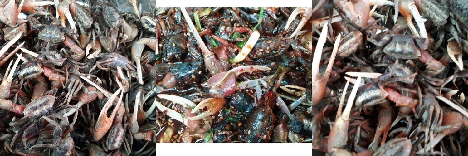 활농게 1kg (조업당일발송상품) 농개 뻘농게 붉은발농게 능쟁이게장