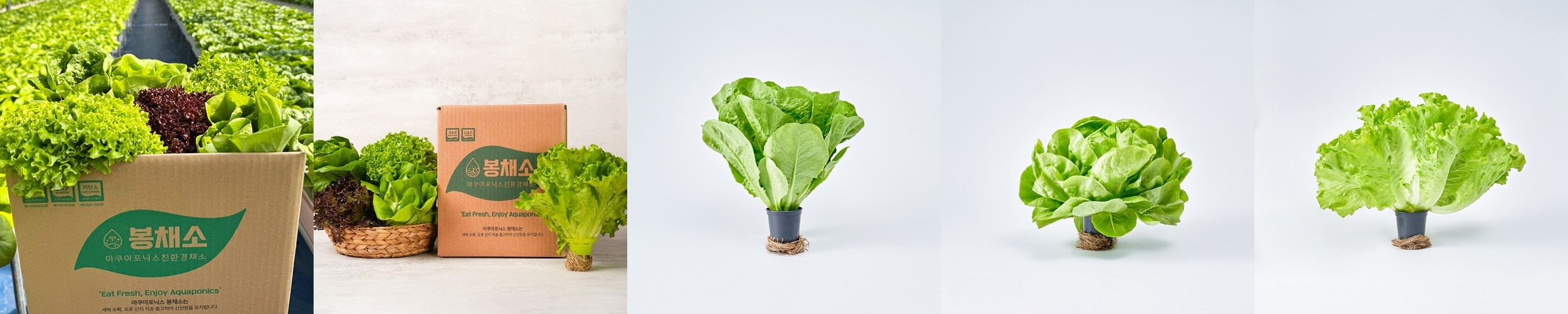 풀하우스농장 무농약 유럽종 치유샐러드 쌈채소 500g 1kg 당일수확 배송