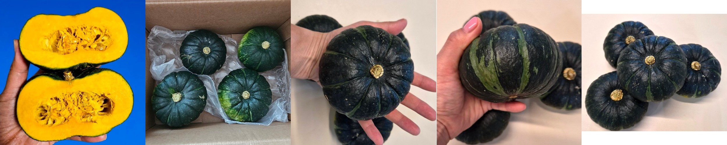 제주 미니 단호박 제주 보우짱 단호박 밤호박 26년 햇 특품 로얄과 중, 2kg, 1개