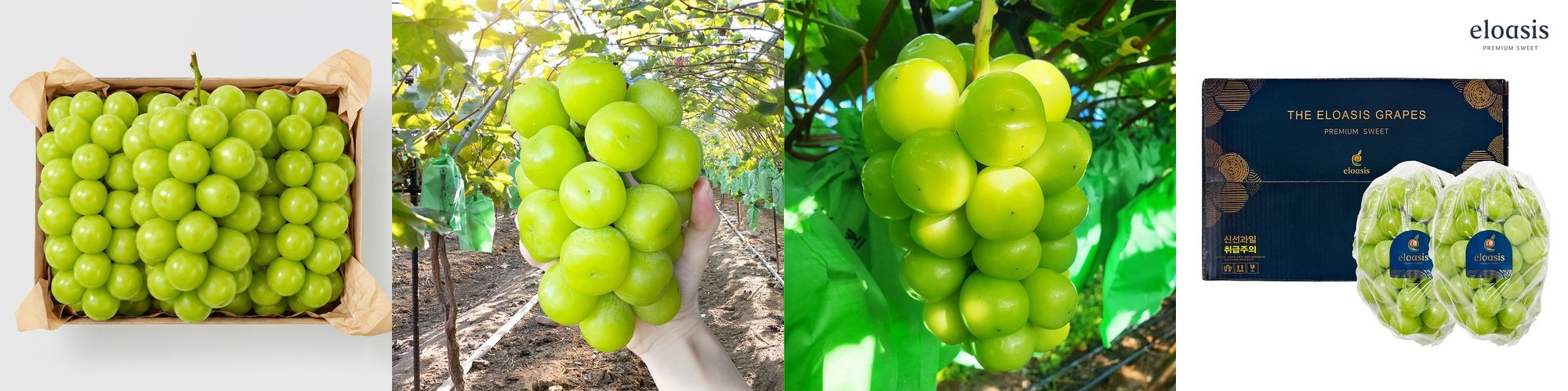 고당도 샤인머스켓 거봉 캠벨 애플 청포도 블랙 사파이어 세이블 오톰크리스피 씨 없는 포도
