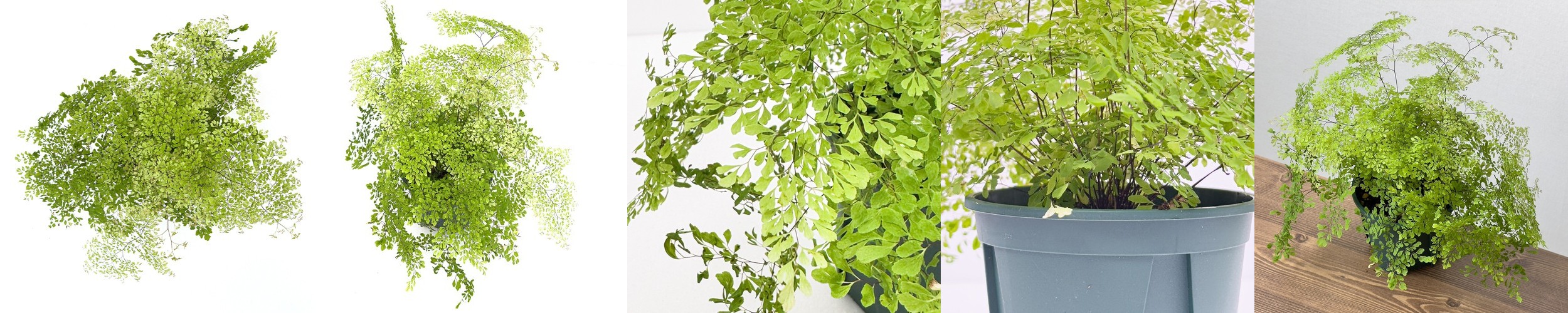 특A급 데침고사리 1Kg 삶은 고사리 데친고사리 나물 볶음 반찬 비빔밥 식당 급식 도매