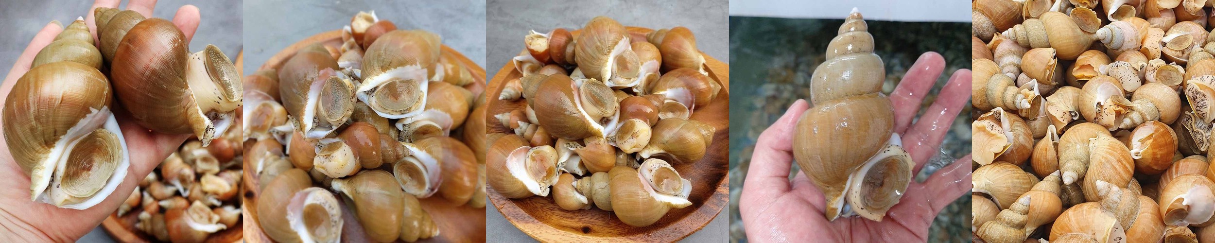 동해안 자연산 백골뱅이 백고동 골뱅이탕 1kg