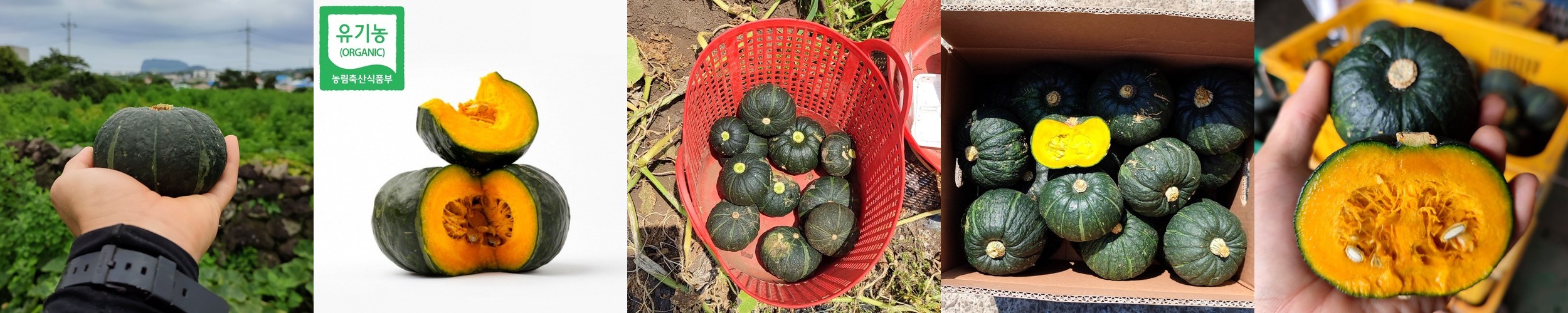 현농부 산지직송 제주 밤호박 미니밤호박 보우짱 단호박 2kg 3kg 5kg 10kg