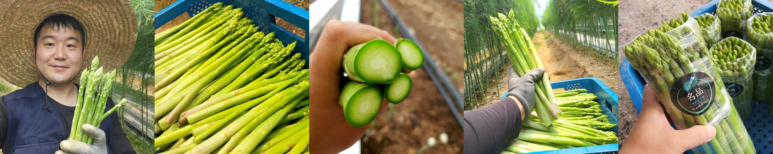 국산 양평 생 아스파라거스 새순 1kg