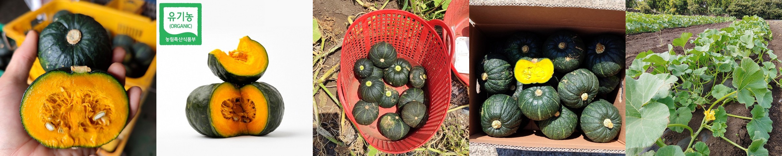 진심먹거리 제주 친환경 유기농 미니 밤호박 단호박 보우짱 무농약 환자용 10kg, 1개