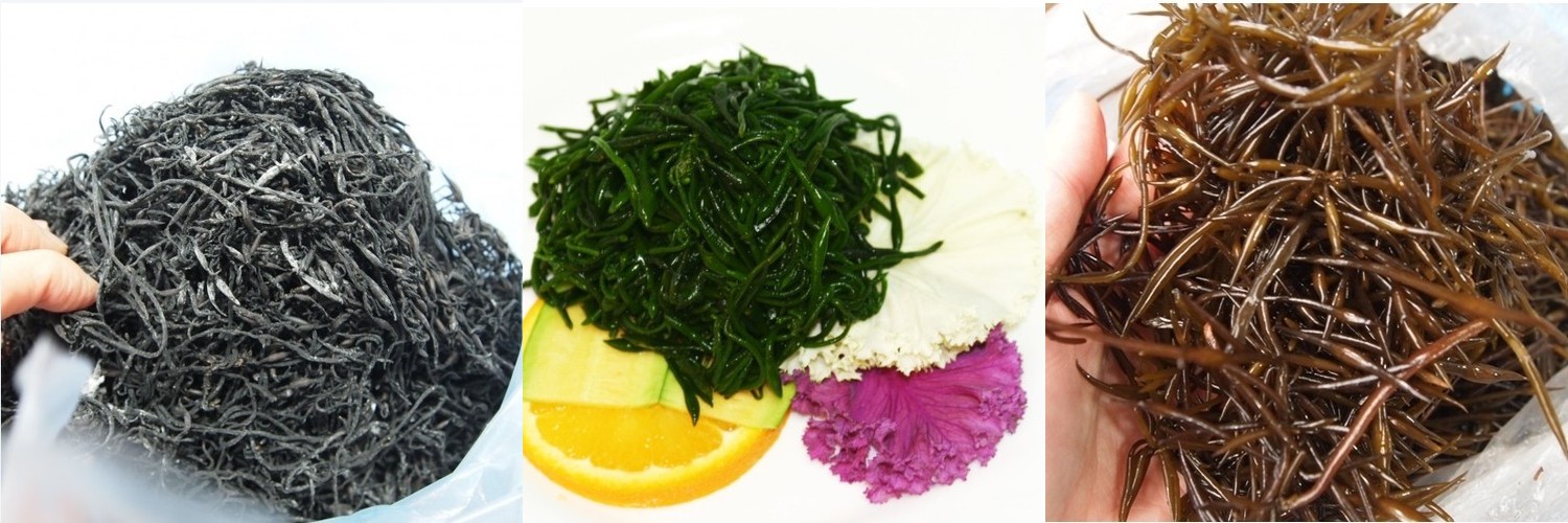 말린 톳 건톳 500g 1kg 건조톳 마른톳 톳밥