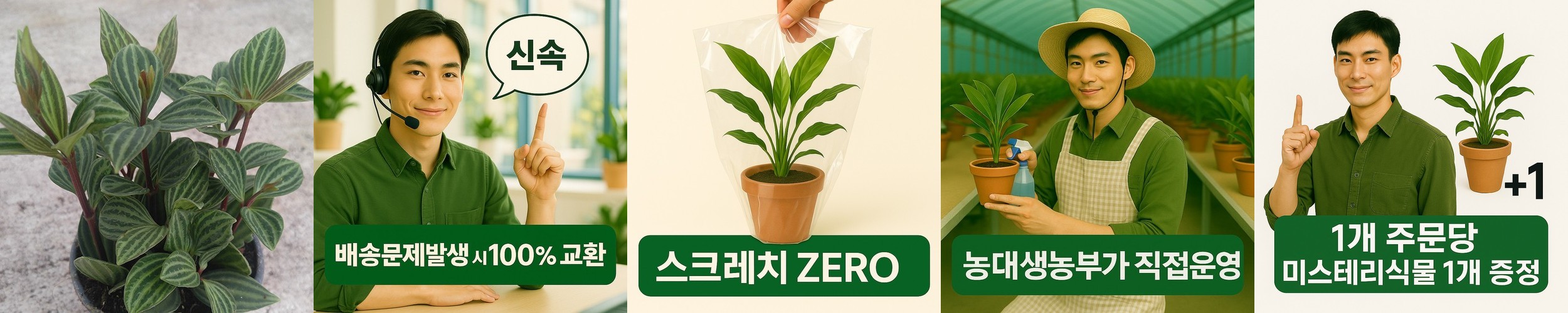 대형 1.2m 금전수 돈나무 실내 관엽 식물 인테리어 화초 거실 화분 개업 집들이 선물