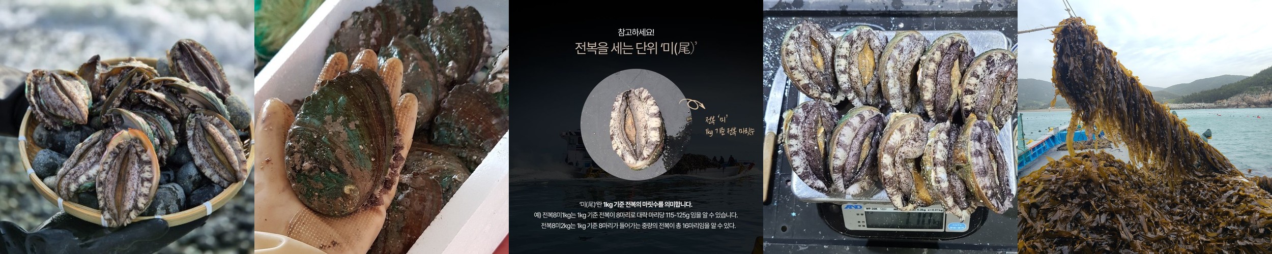 프레쉬하임 완도 활 전복 1Kg 산지직송 산소포장