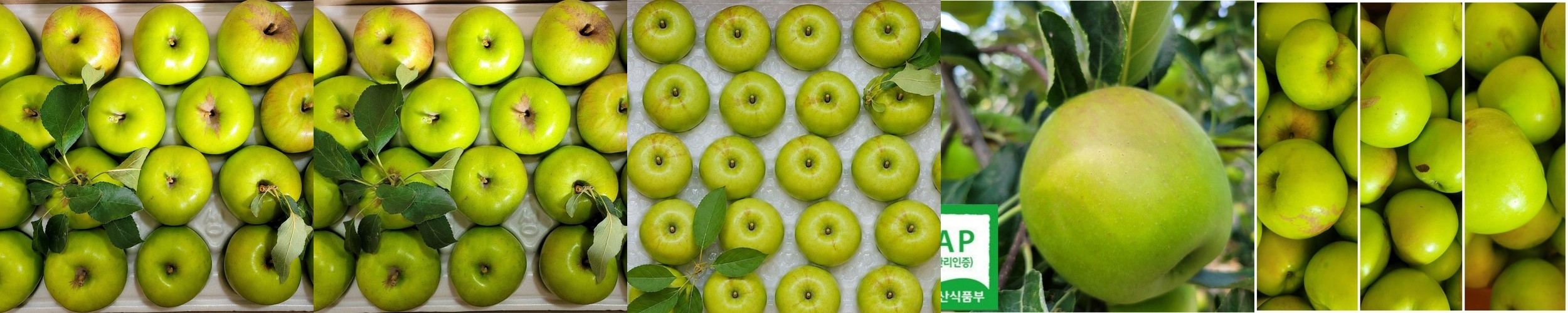 세콤 달콤 풋풋 아오리사과 5kg(20-30과) 영주사과 농장직송