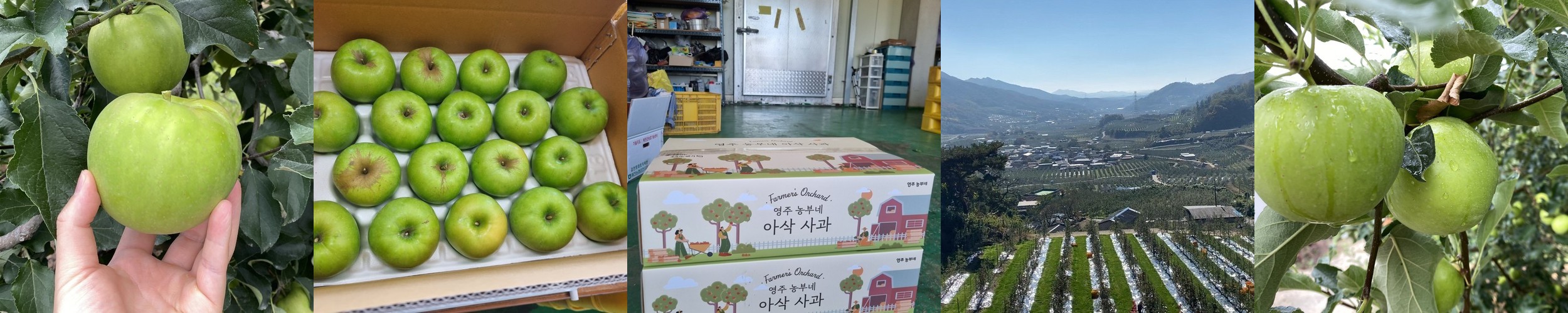 [농가직송] 영주농부네 아오리사과