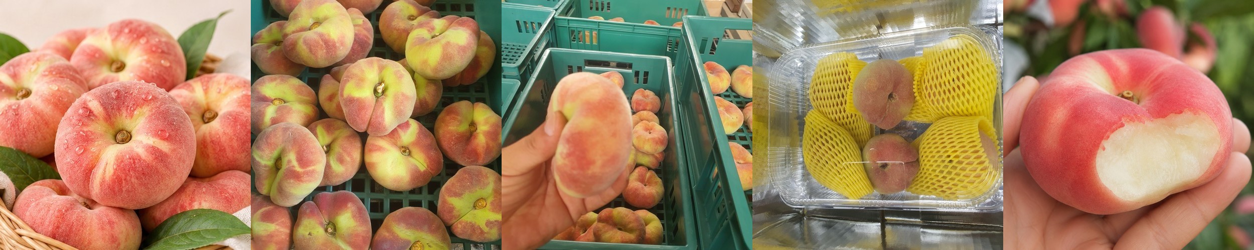 저탄소 옐로골드 레드골드 천도복숭아 1kg 2kg 4kg 경북 경산 영천 청도