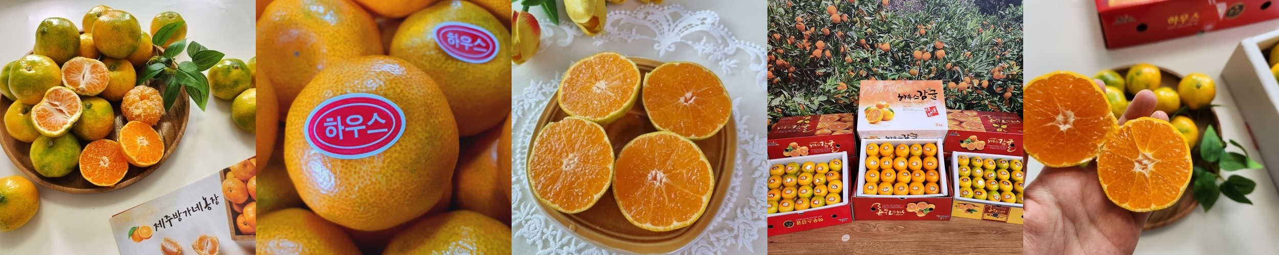 완도 활전복 특대 전복선물세트 1kg