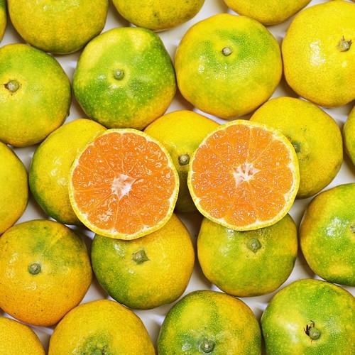 신선마켓 가정용 맛있는 꿀부사 사과 중소과, 5kg, 1개