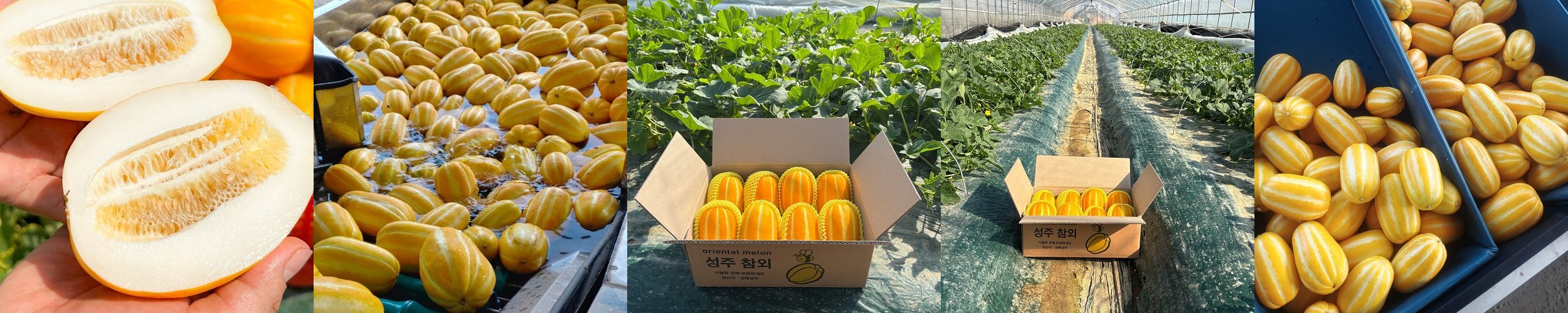 성주참외 선물용 가정용 꼬마 못난이 1kg 2kg 5kg