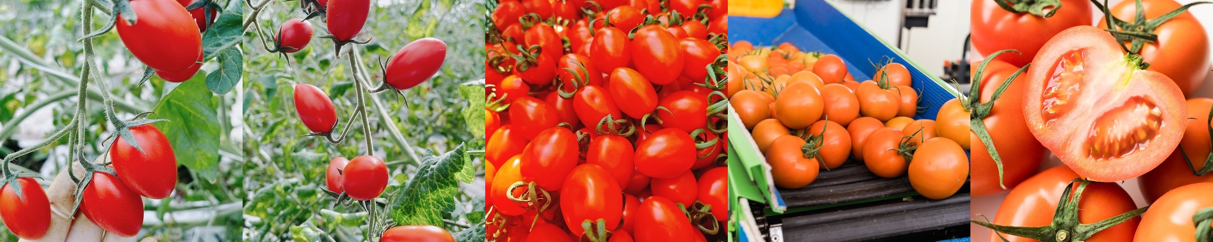 성주참외 선물용 가정용 꼬마 못난이 1kg 2kg 5kg