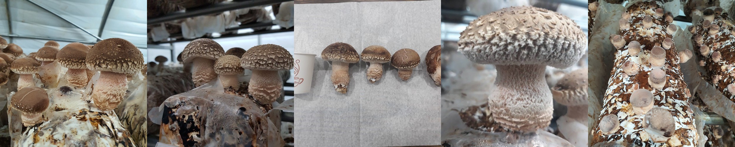 무농약 송화버섯 못난이 1kg 송고버섯 송화고 송향 가정용 실속형