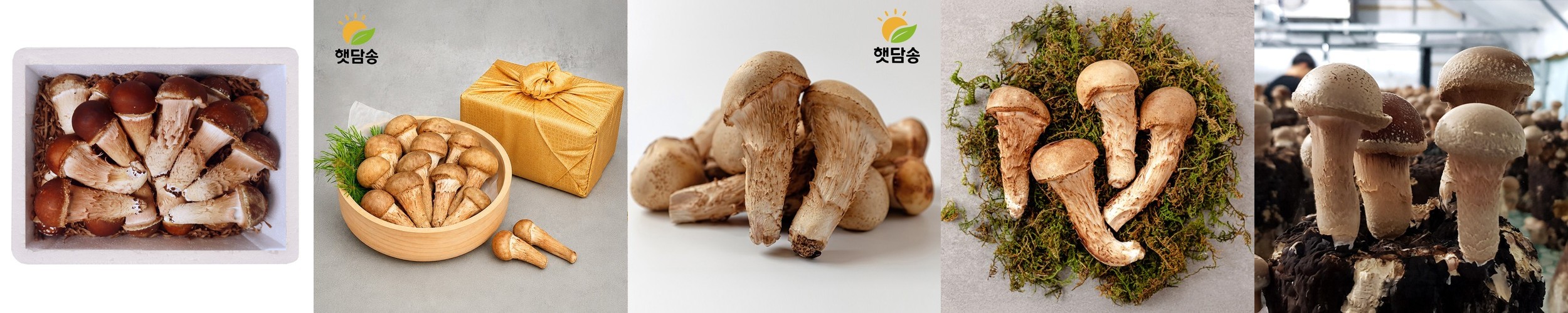 하진이네 산지직송 무농약 GAP 참송이버섯 가정용 500g 1kg