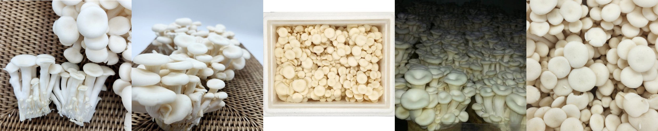 하진이네 산지직송 무농약 GAP 참송이버섯 가정용 500g 1kg