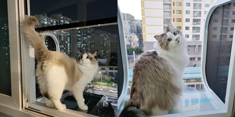 공간녹백 고양이 호텔 캣 타워 폴 원목 빌라 대형 아파트 우드, 일반형 90x60x120