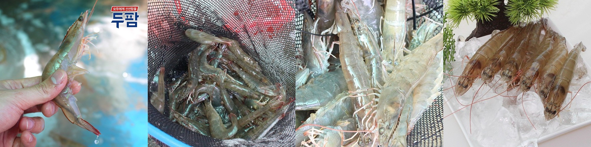 국산 생새우 500g 대하철 매일 입고 되는 생물새우