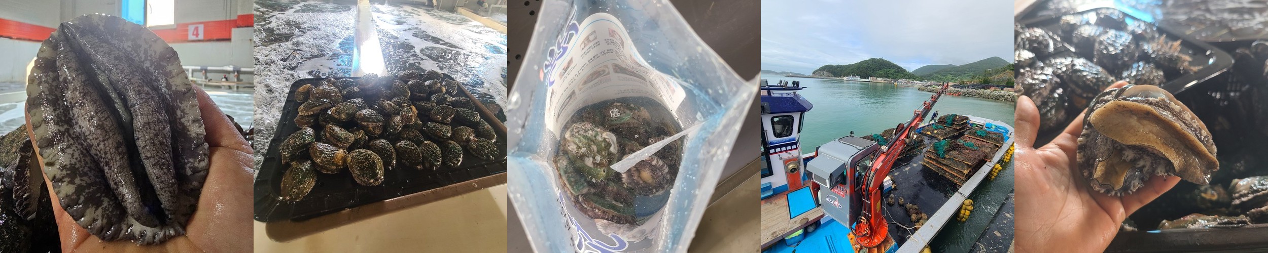완도 전복 직거래 특대 활전복 산지직송 선물세트 7-9미, 1kg, 1개