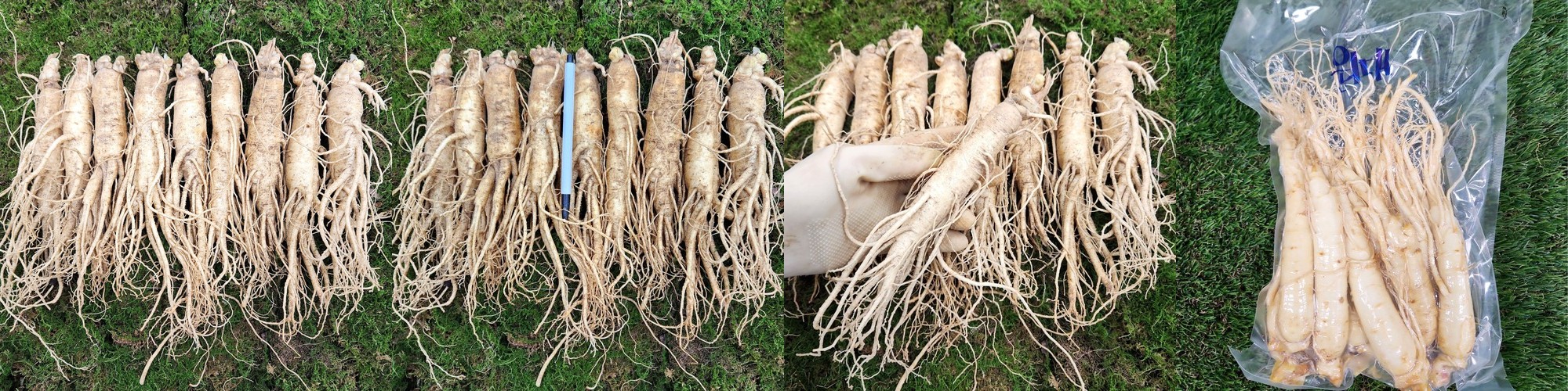 인삼 수삼 금산인삼 인삼꿀절임 원수삼 대 1채 750g