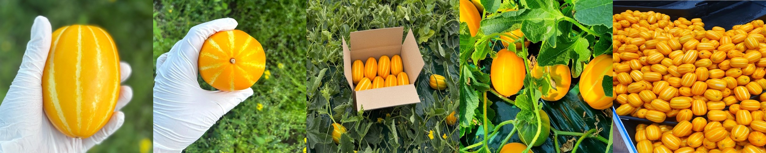 26년 고당도 상주 샤인머스켓 제철 2kg 망고 포도 특품 선물용 가정용 농장직영