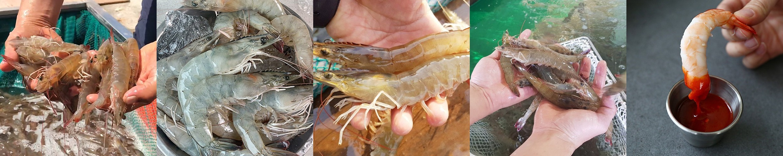 국산 생새우 500g 대하철 매일 입고 되는 생물새우