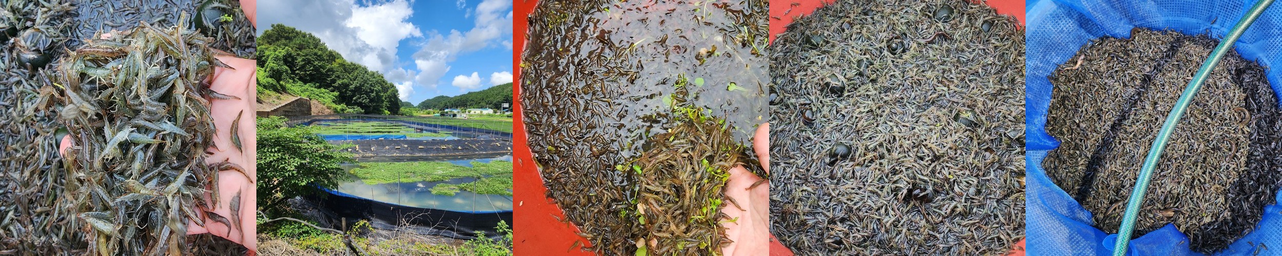 삼천포 문어바지락 왕바지락 대왕 바지락살 깐바지락살 살조개 국산 남해 해감 1kg