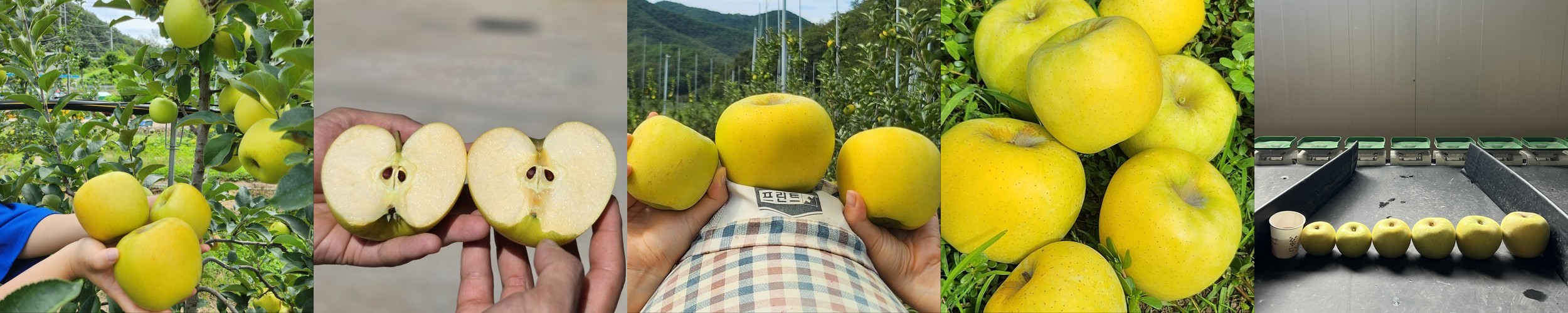 (시즌종료) 홍로, 아리수 판매중 선물용 가정용 사과만4.5kg 1box