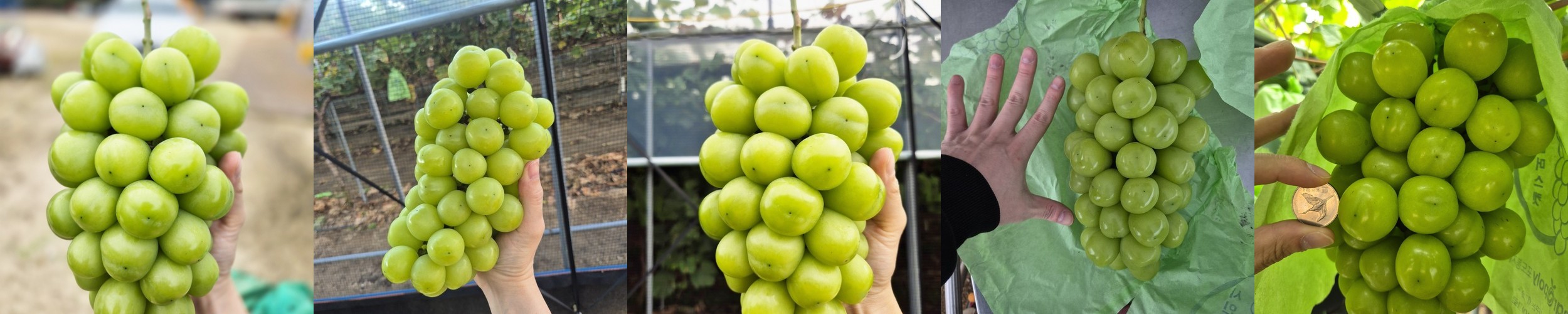 [당도엄선] 샤인머스켓 제철 머루 캠벨 포도 청포도 1kg 2kg