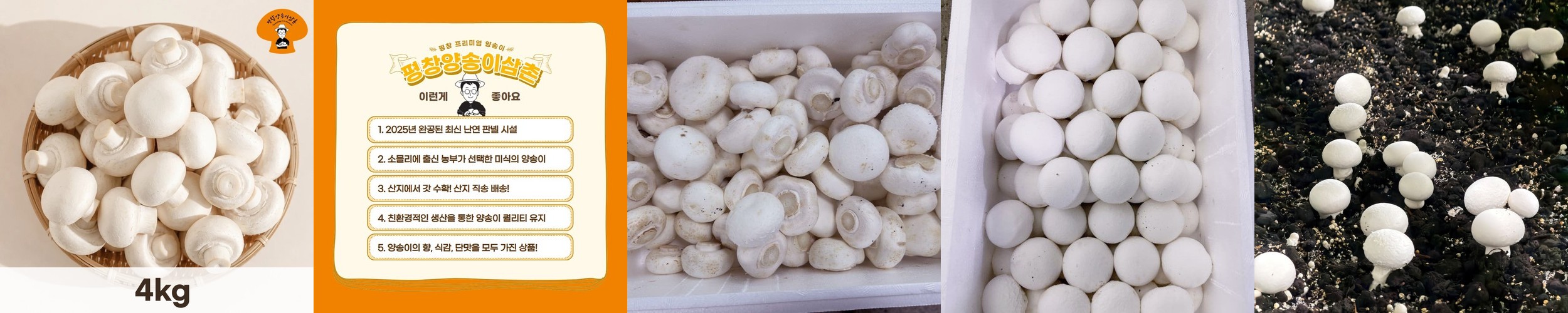 국내산 친환경 장수 상황버섯 선물세트 특품 300g, 1개