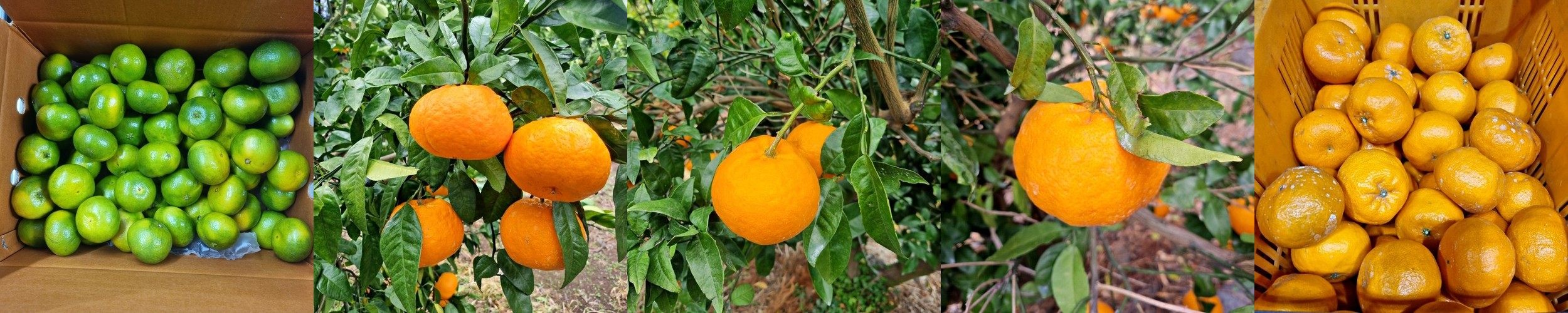 제주도 햇귤 유라실생귤 노지 유라귤 하귤 풋귤 제주귤 조생 극조생귤