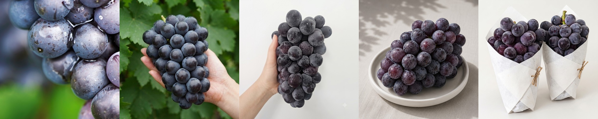 김천 산지직송 대왕포도 거봉포도 프리미엄 고당도 거봉 1.3kg