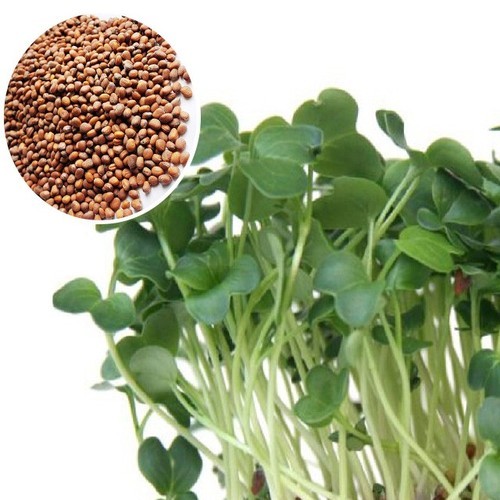 [통통파머스] 매콤통보리장 청양고추 매운맛 쌈장 500g, 4개